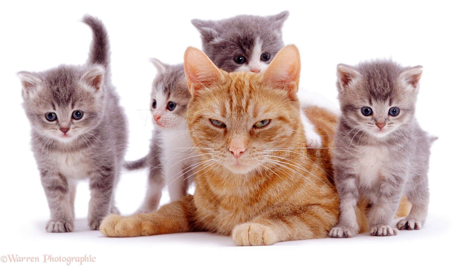 03003-Ginger-cat-with-grey-foster-kittens-white-background.jpg