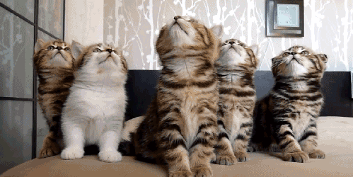 05F3264F-0336-4CED-ADE5-756F8EAD9210.gif