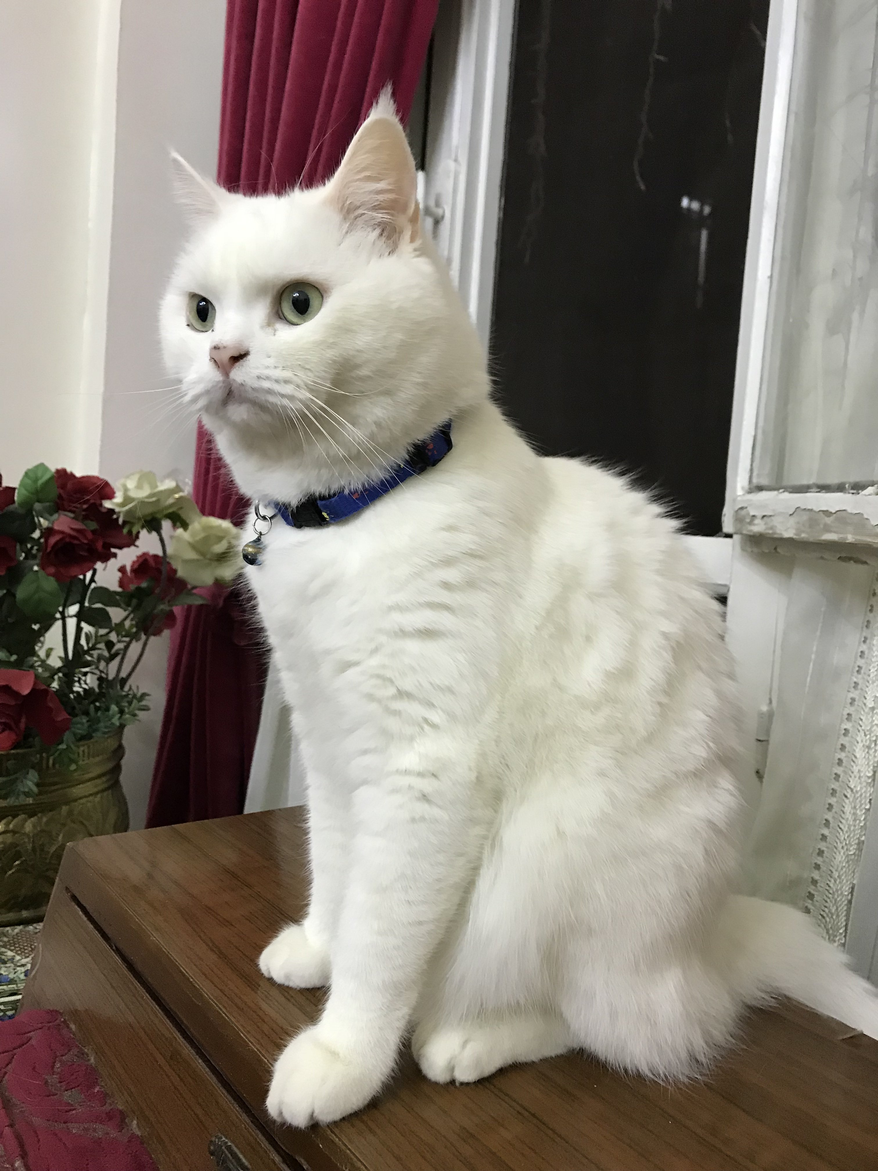 0F057A68-C286-4C51-B6EF-A2702173AF44.jpeg