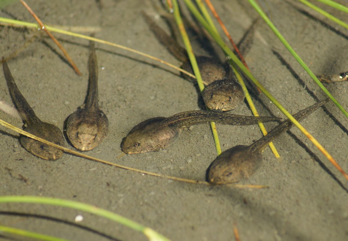 1200px-Kaulquappen_Tadpole_3.JPG