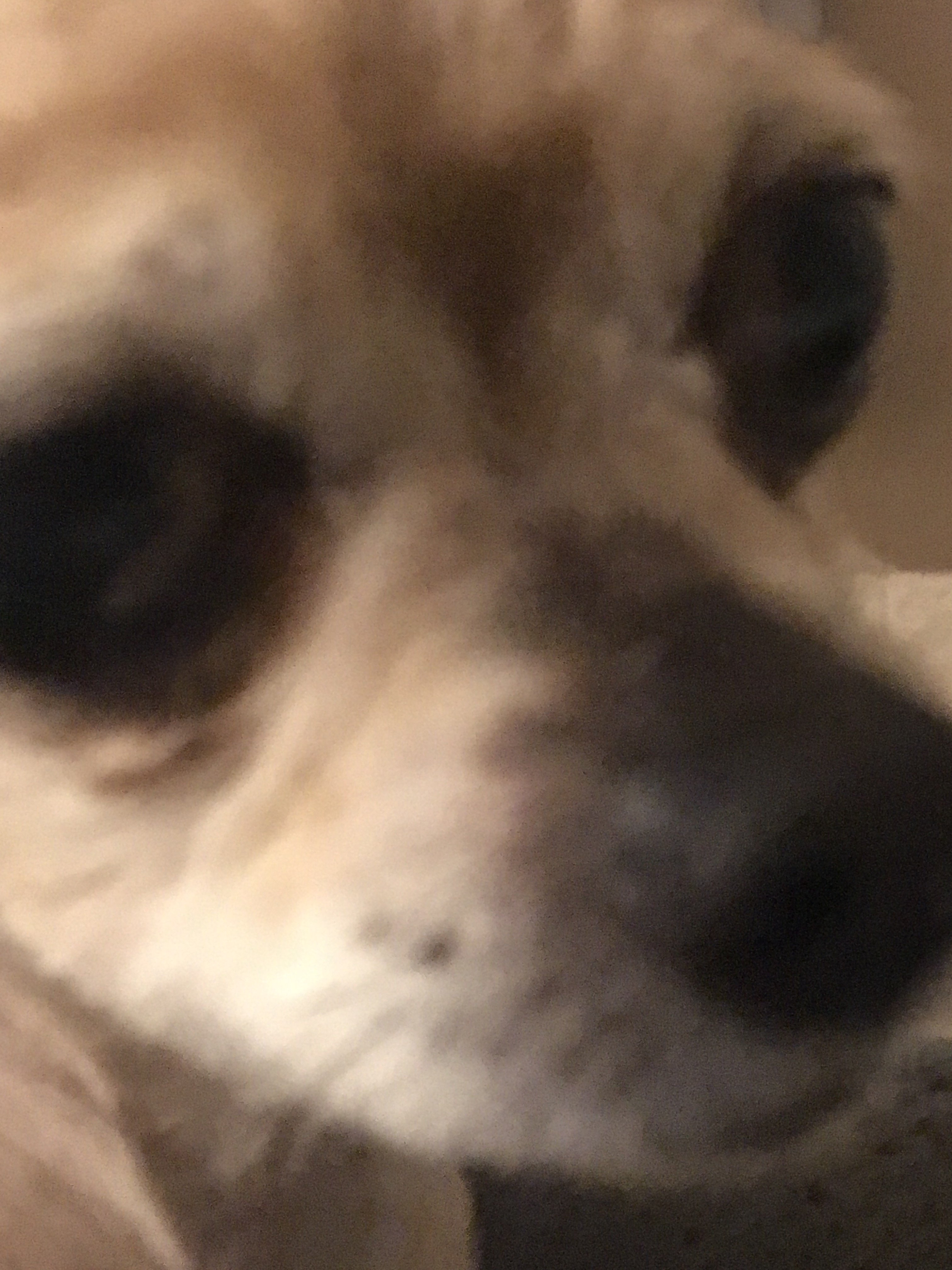 13024126-4F3C-4510-889F-D4D3C3267829.jpeg