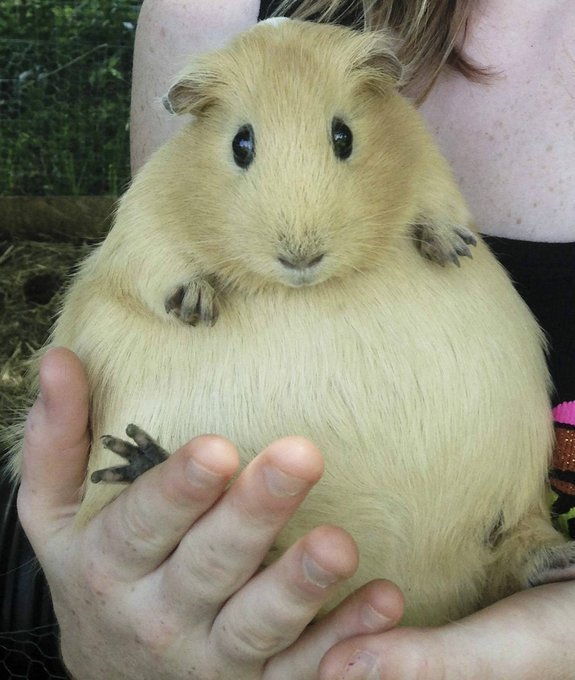 179640-pregnant-guinea-pig-meme-imgur-1lSW.jpeg