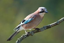220px-Garrulus_glandarius_1_Luc_Viatour.jpg