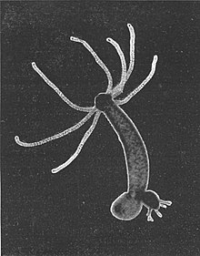 220px-Hydra-Foto.jpg
