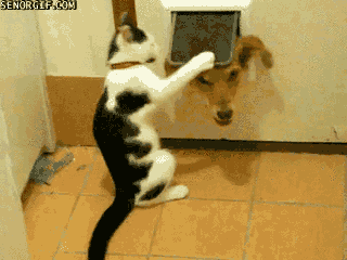 24dd03c6fae98deb3a8cbbc323a837836364ada0.gif