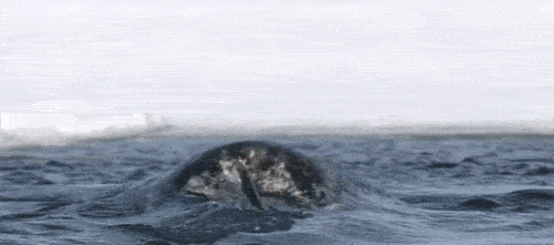 50814C8C-5599-4A00-8D2E-35E0F897DF1E.gif