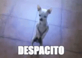 5959BFDA-BA67-47DC-9D02-0D3C27C74EBF.gif