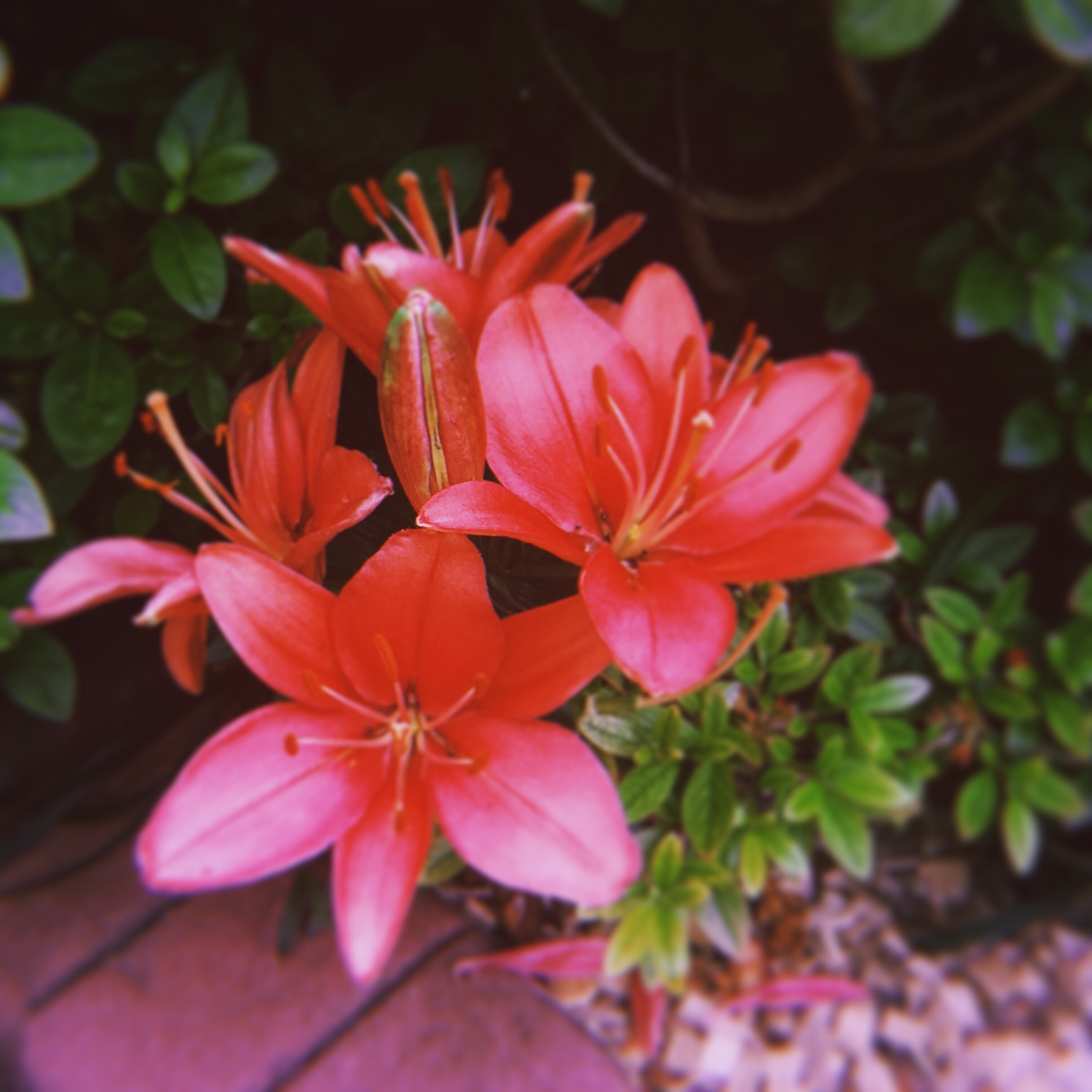 6C7700D0-DBDA-4AFB-A6E4-2814AE5298C8.jpeg