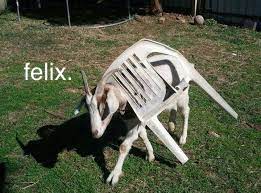 7C577F70-513E-4A28-BF9F-6CDB772DF03D.jpeg