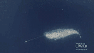 A1EC66F7-2B74-4C4C-A3CF-7625A2809C61.gif