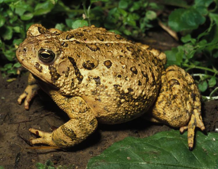 american_toad.jpg