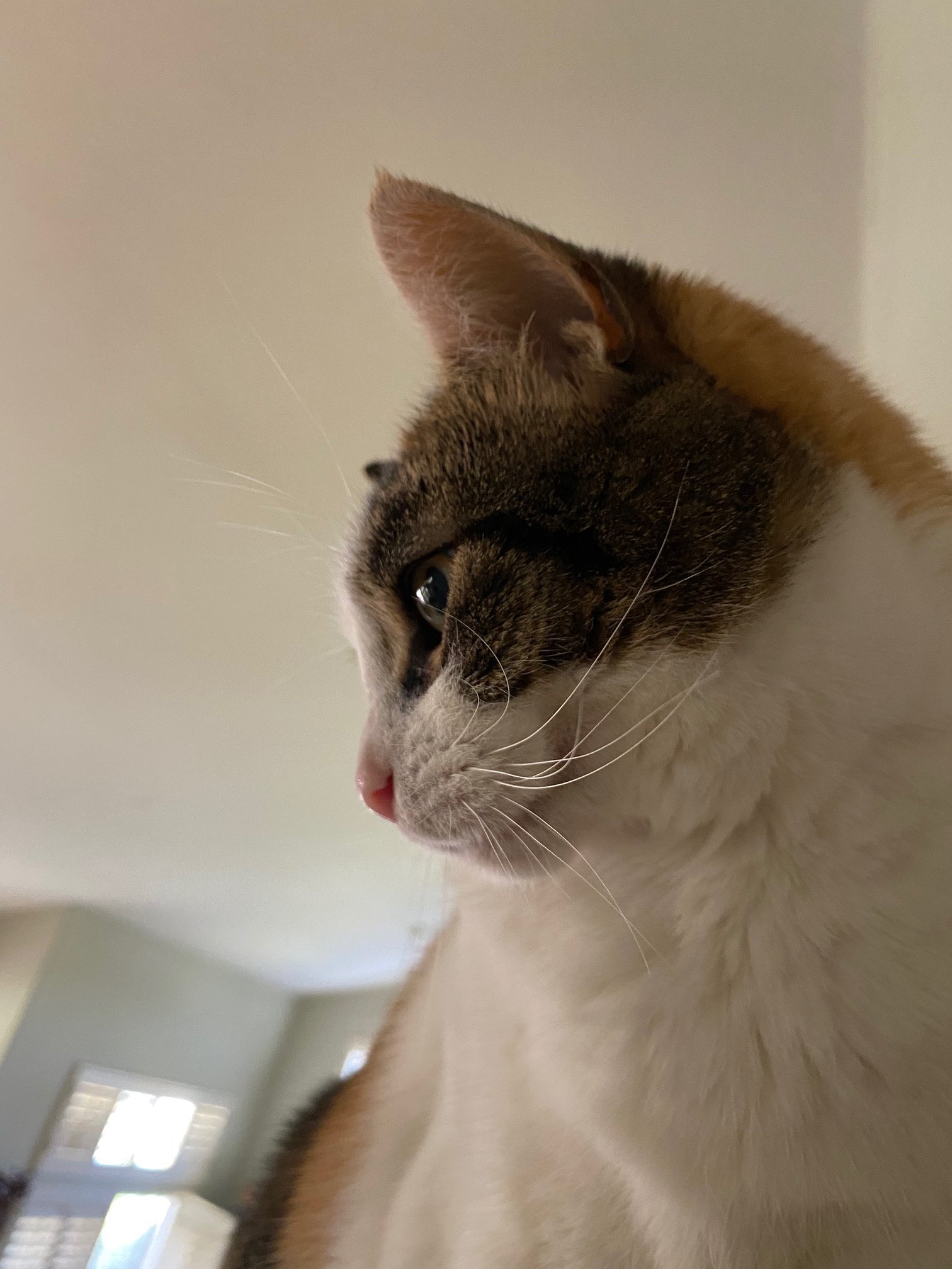 B98522E4-66FA-45AA-83A7-D27E31DEF65B.jpeg