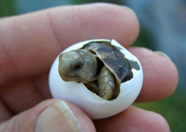 baby-turtles-1.jpg