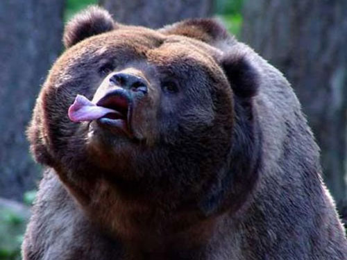 bear.jpg