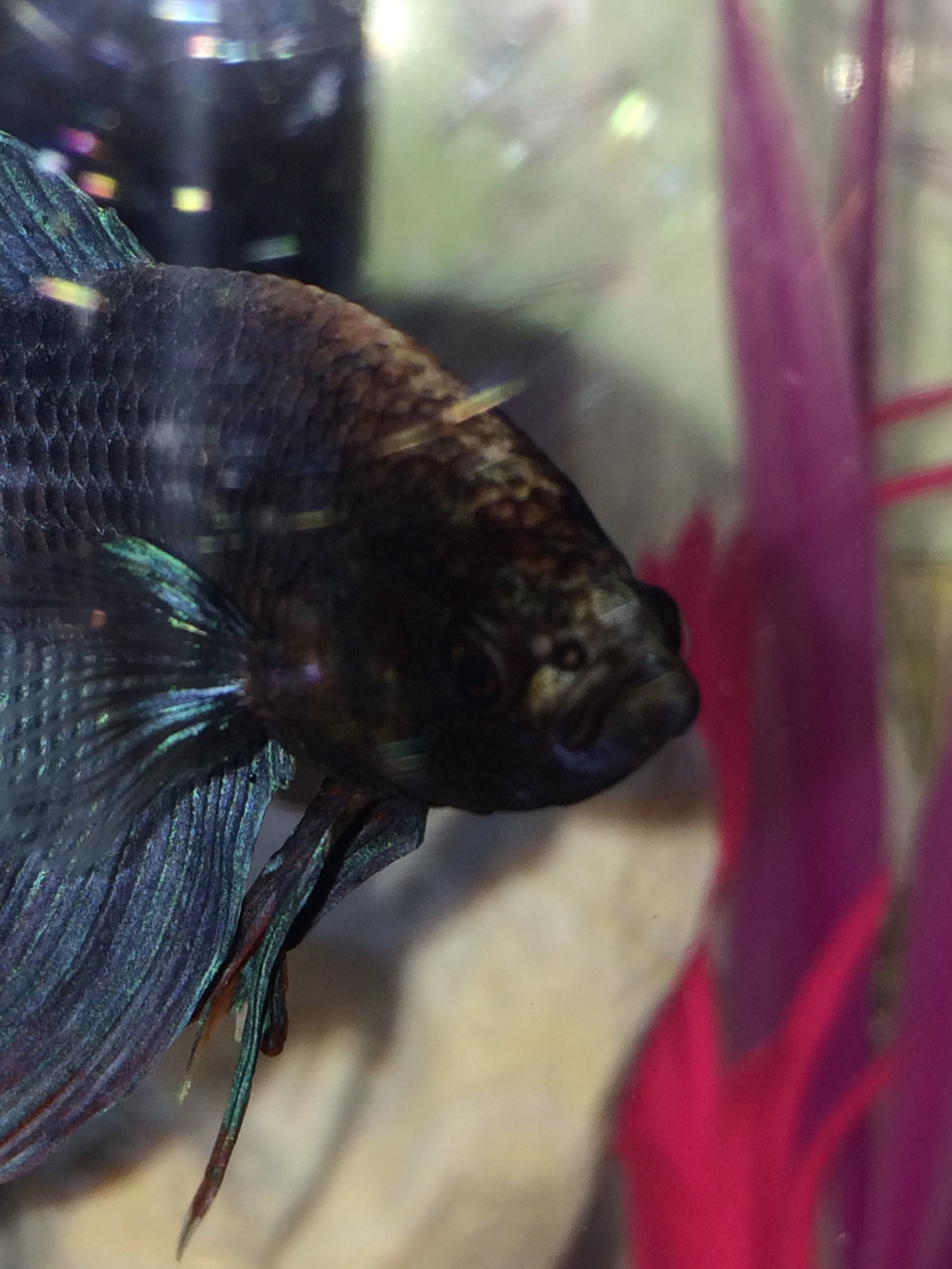 Betta fish.JPG