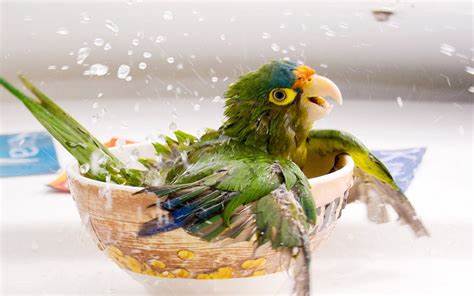 bird~.jpg