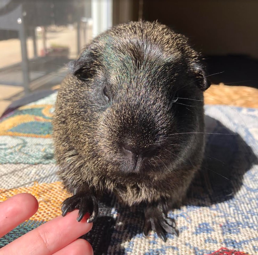 Brindle.jpg
