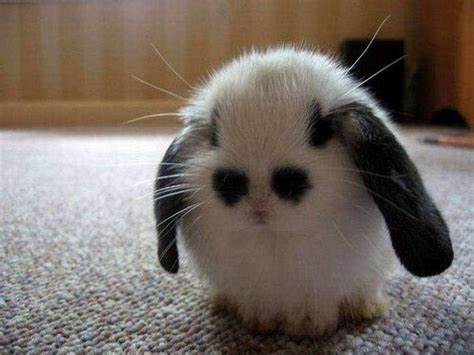 bunniiii.jpg