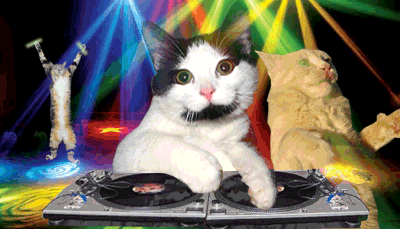 Cat-party.gif