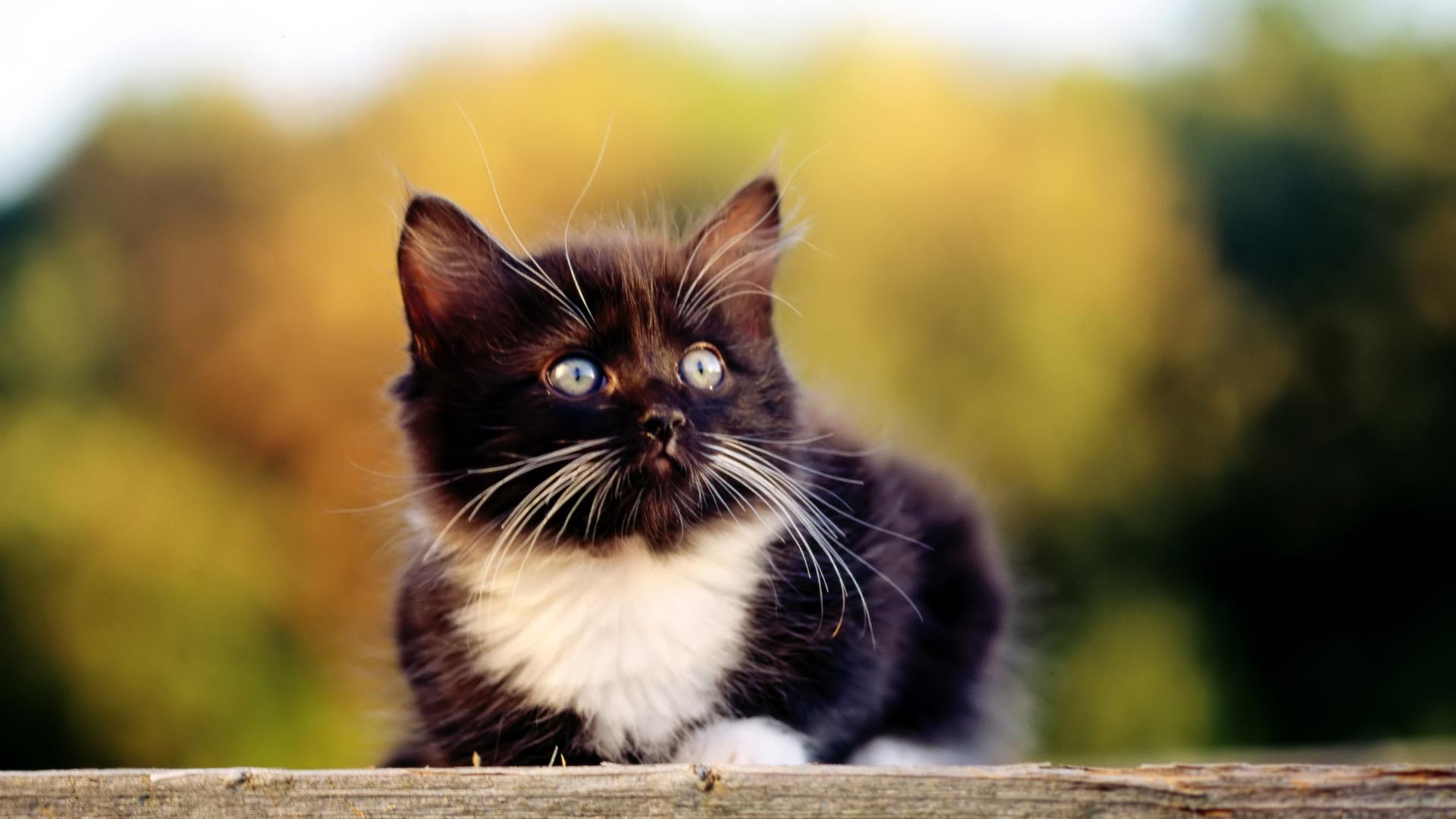 catttt.jpg