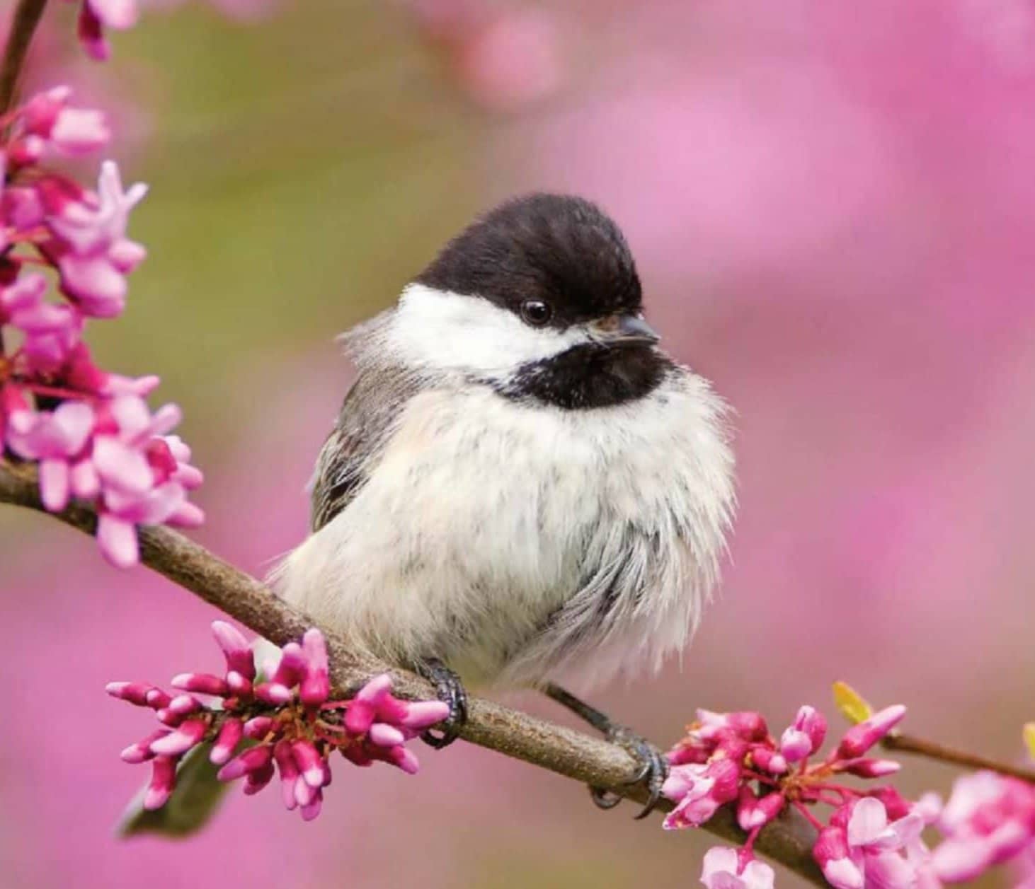 cute bird~.jpg