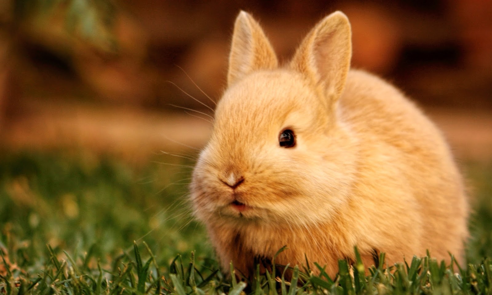 cute bunni~.jpg
