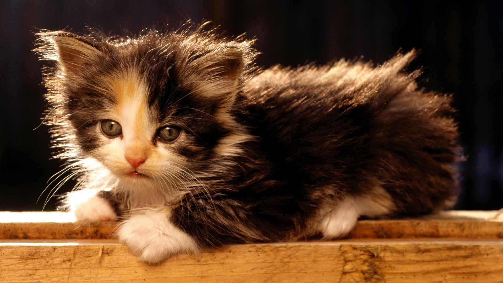 Cute Fluffy Kittens - wallpaper_.jpg