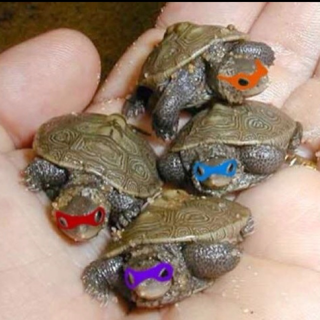 cute turle~.jpg