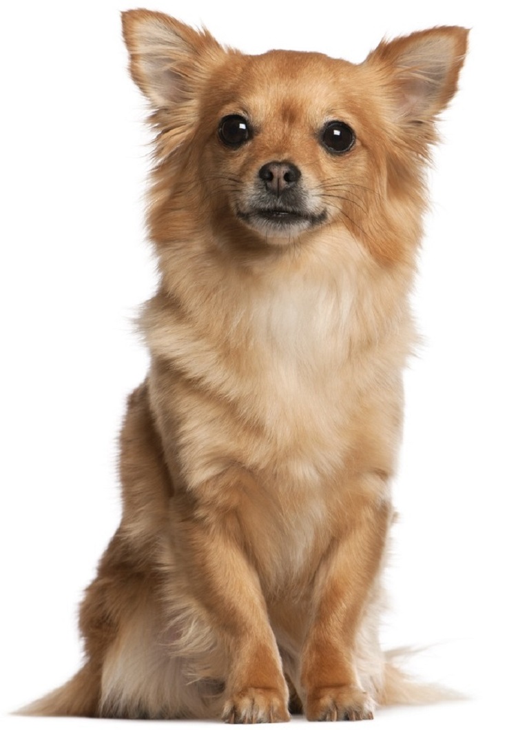 cutest-small-dog-breeds_03.jpg