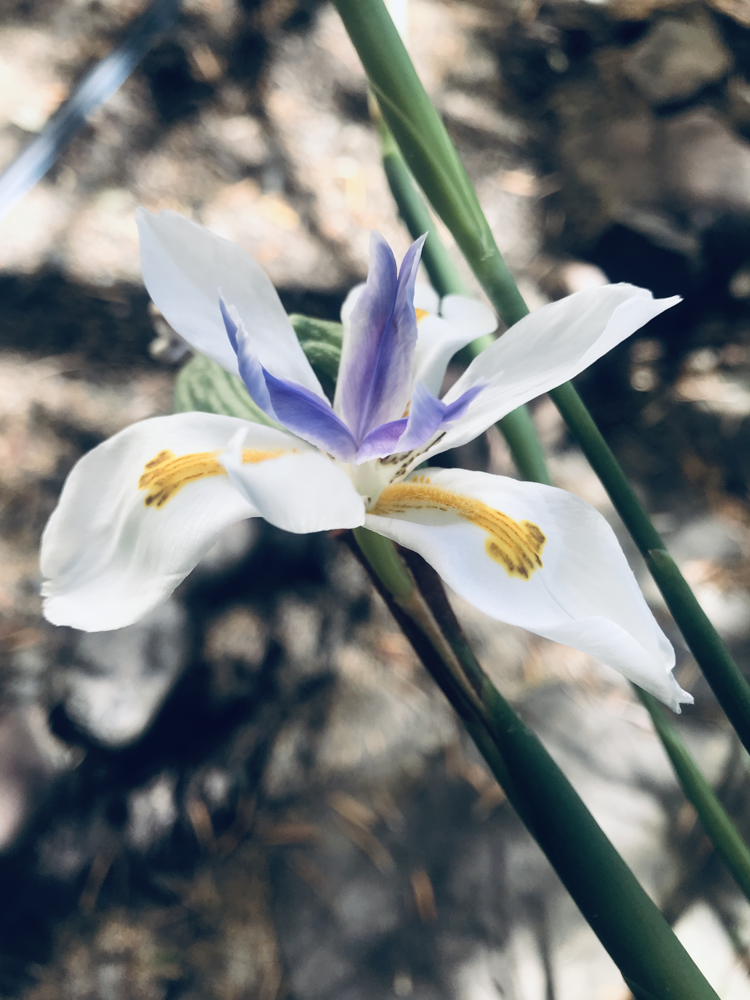 DD0E4DC6-A20F-4938-9F84-71CC16040A29.jpeg