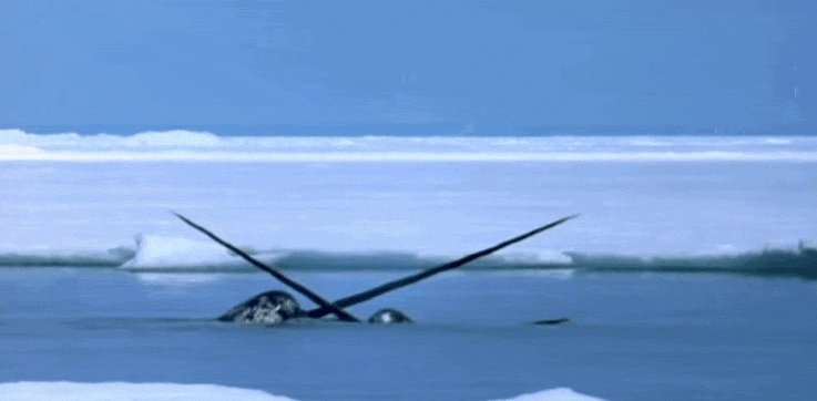 DF90999A-21C8-4AE2-8D1F-A54F1F7D65FA.gif