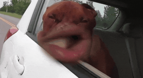 DFC7F6F5-5AC3-432A-94D6-9A371DAC94FA.gif