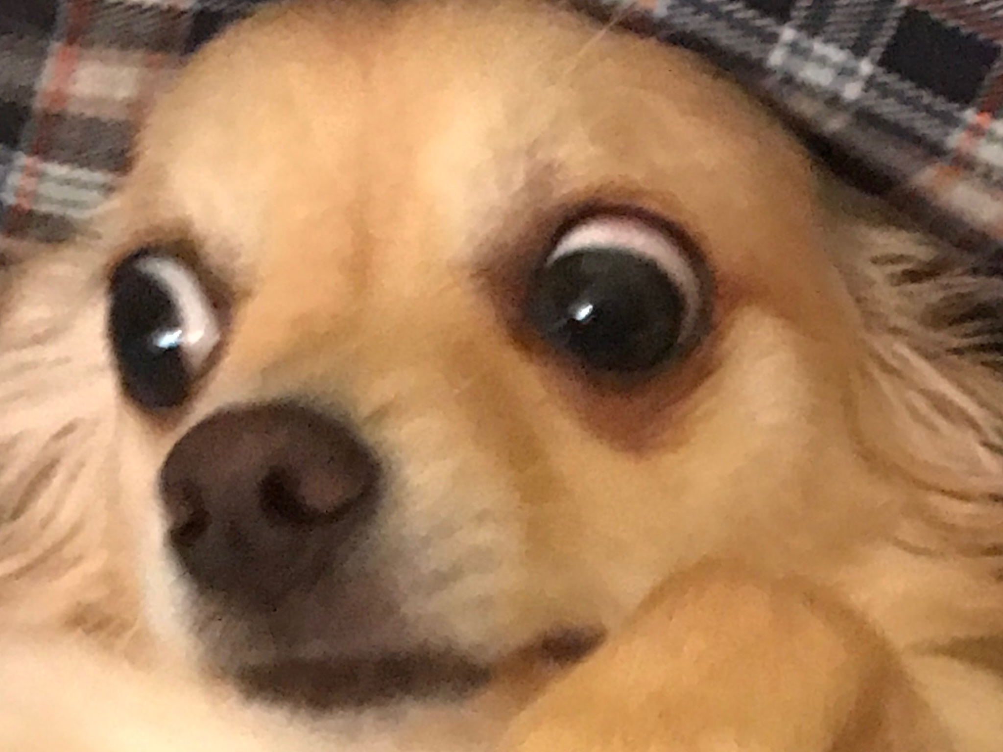 fullsizeoutput_1af.jpeg