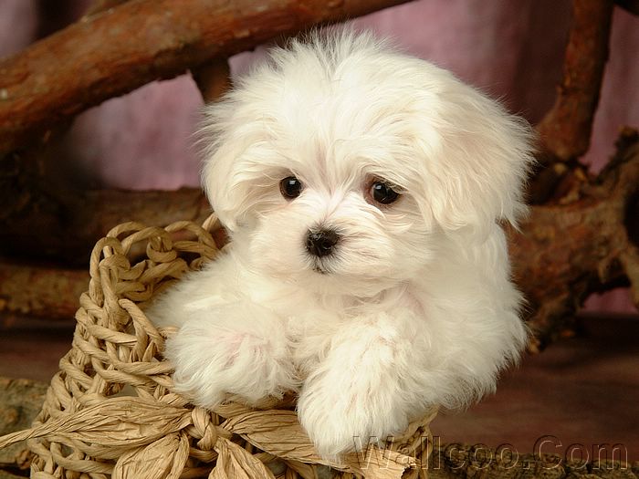 Funny Animals_ Cute White Fluffy Puppies.jpg