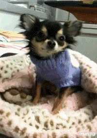 giphy-1.gif