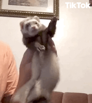 giphy (1).gif
