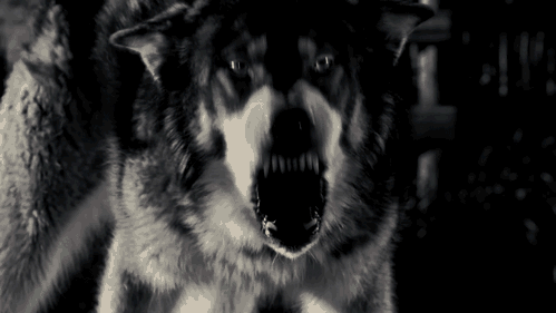 giphy (3).gif