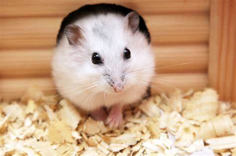 hamster~.jpg