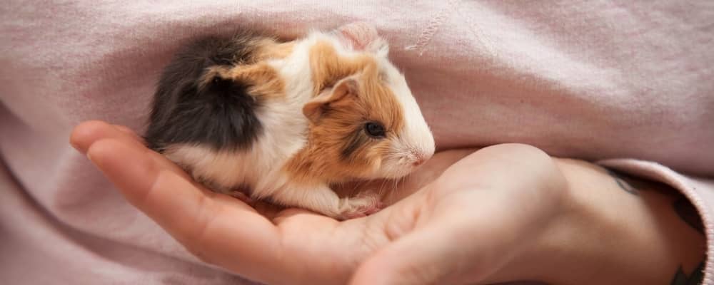 hand-raising-baby-guinea-pig-blog.jpg