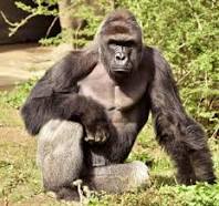 HArambe.jpg