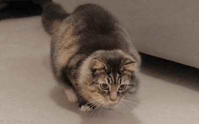 I was like a cat.gif