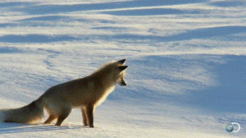 image.gif