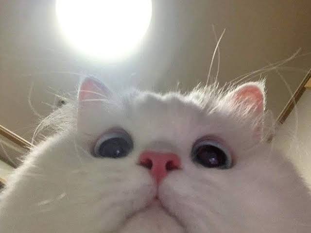 images (31).jpeg