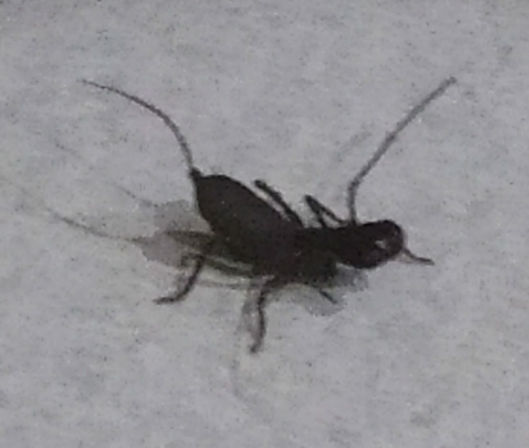 IMG_20200413_203031.jpg