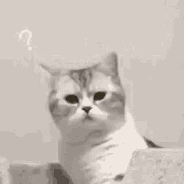 IMG_6380.gif