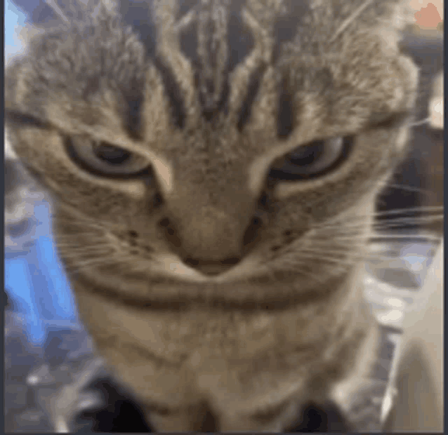 IMG_8044.gif