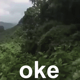 InconsequentialFirstChameleon-max-1mb.gif