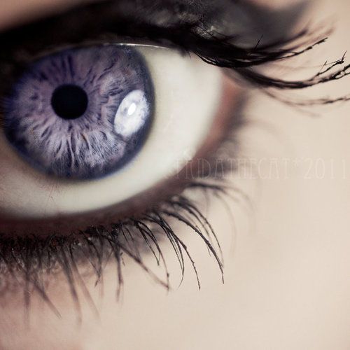 lavender eyes.jpg