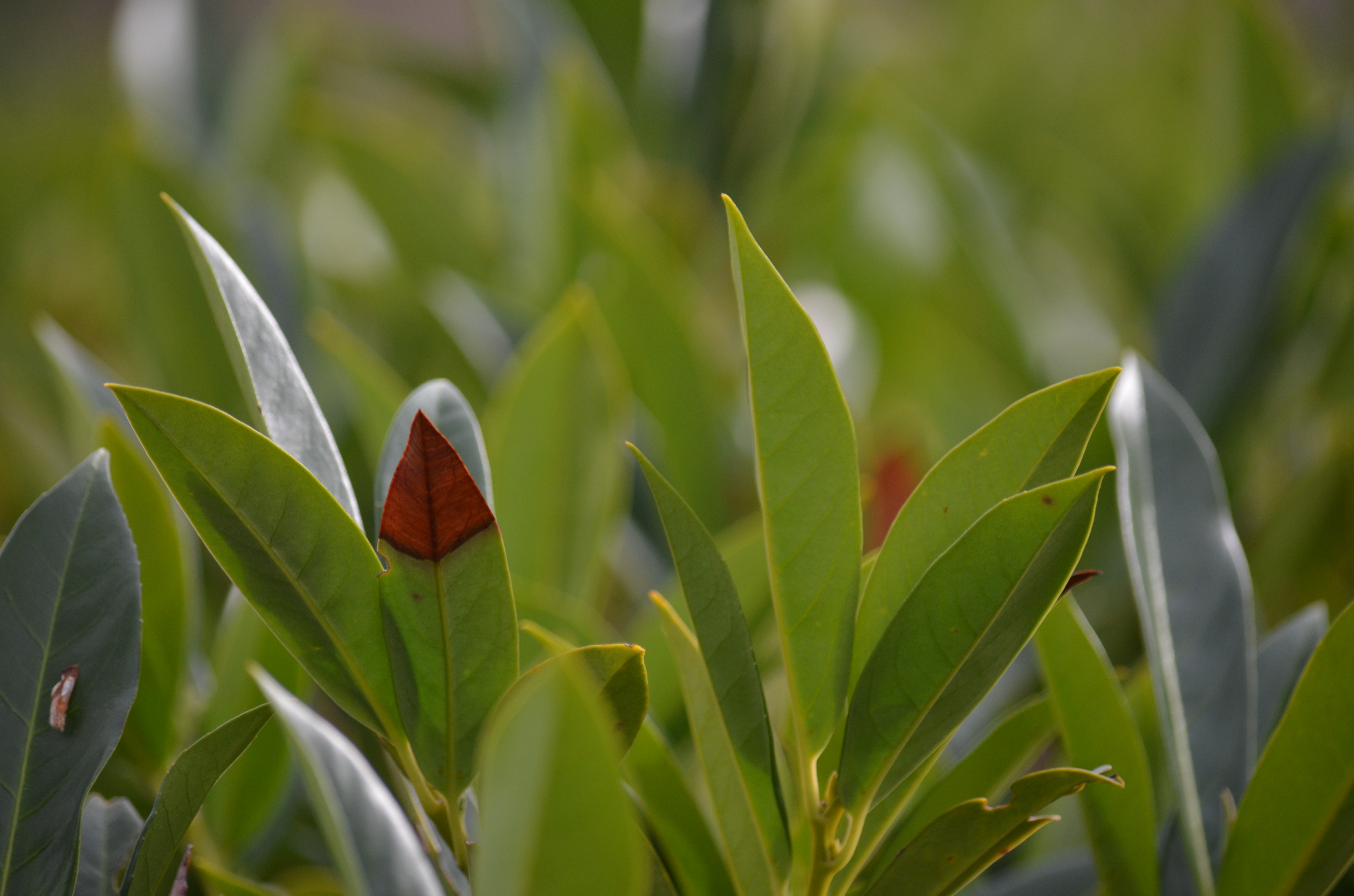 Leaves - Copy.JPG