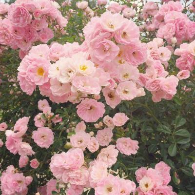 light pink rose.jpg